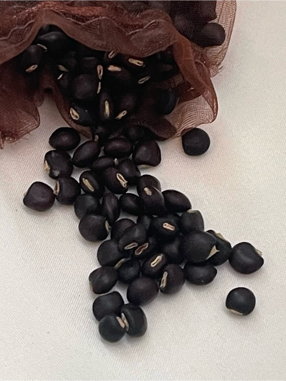 125 Semillas de Gandules Enanos (Pigean peas seeds) 100% Orgánico de Puerto Rico - Picture 5 of 5